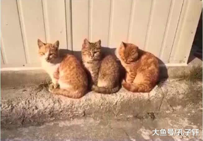 三只同款小猫排成线摆姿势拍照，被孤立的小花猫不乐意了，下一秒这个动作让人笑喷