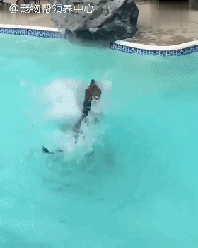 铲屎官假装溺水，大德牧英勇救主，铲屎官却传来惨叫……