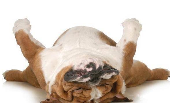 为什么狗狗睡觉会打呼噜？狗狗打呼噜是熟睡的表现吗？错