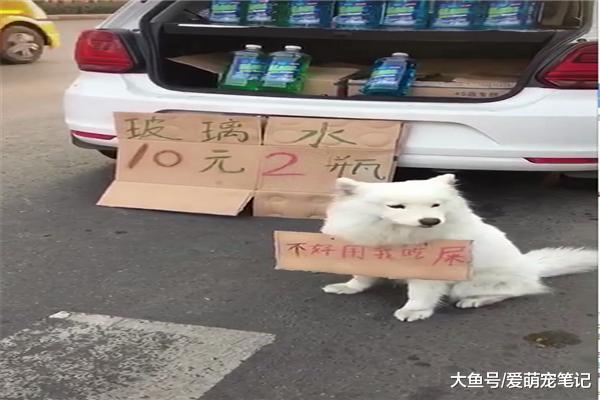 薩摩耶掛牌子蹲在路邊賣玻璃水，路人看到掛牌上的字，紛紛笑噴了