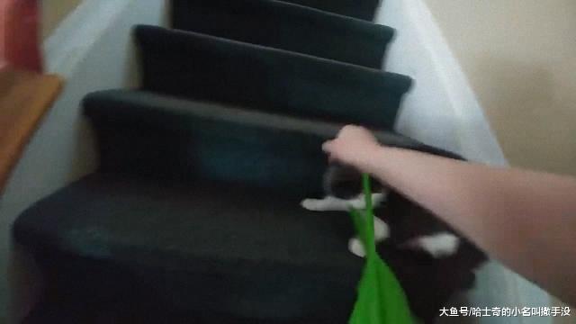 傻猫被袋子卡住脖子了，猫咪的第一反应实在是太逗了！谁想害朕？