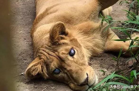 动物园关押母猩猩长达32年，环境恶劣，园主：我们把它当女儿