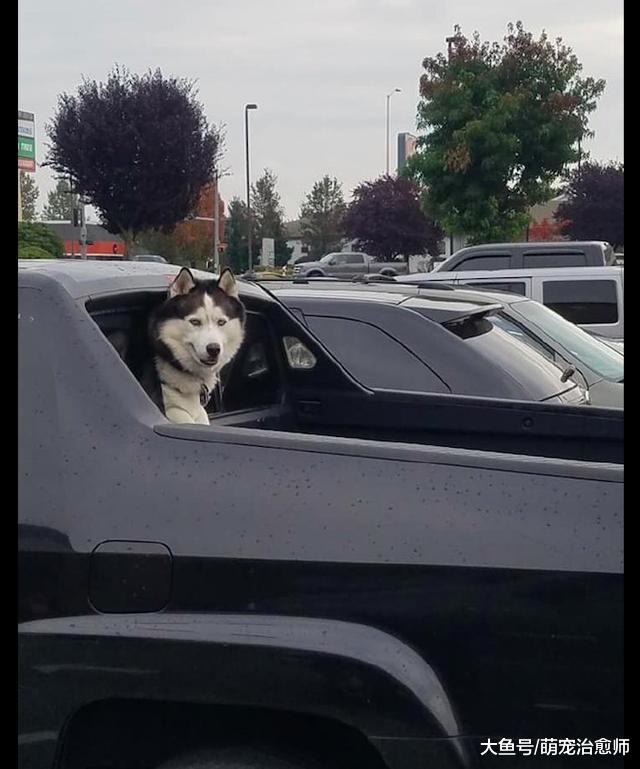 主人正在开车，而哈士奇趴在车后窗往外张望着：看看有没靓女？