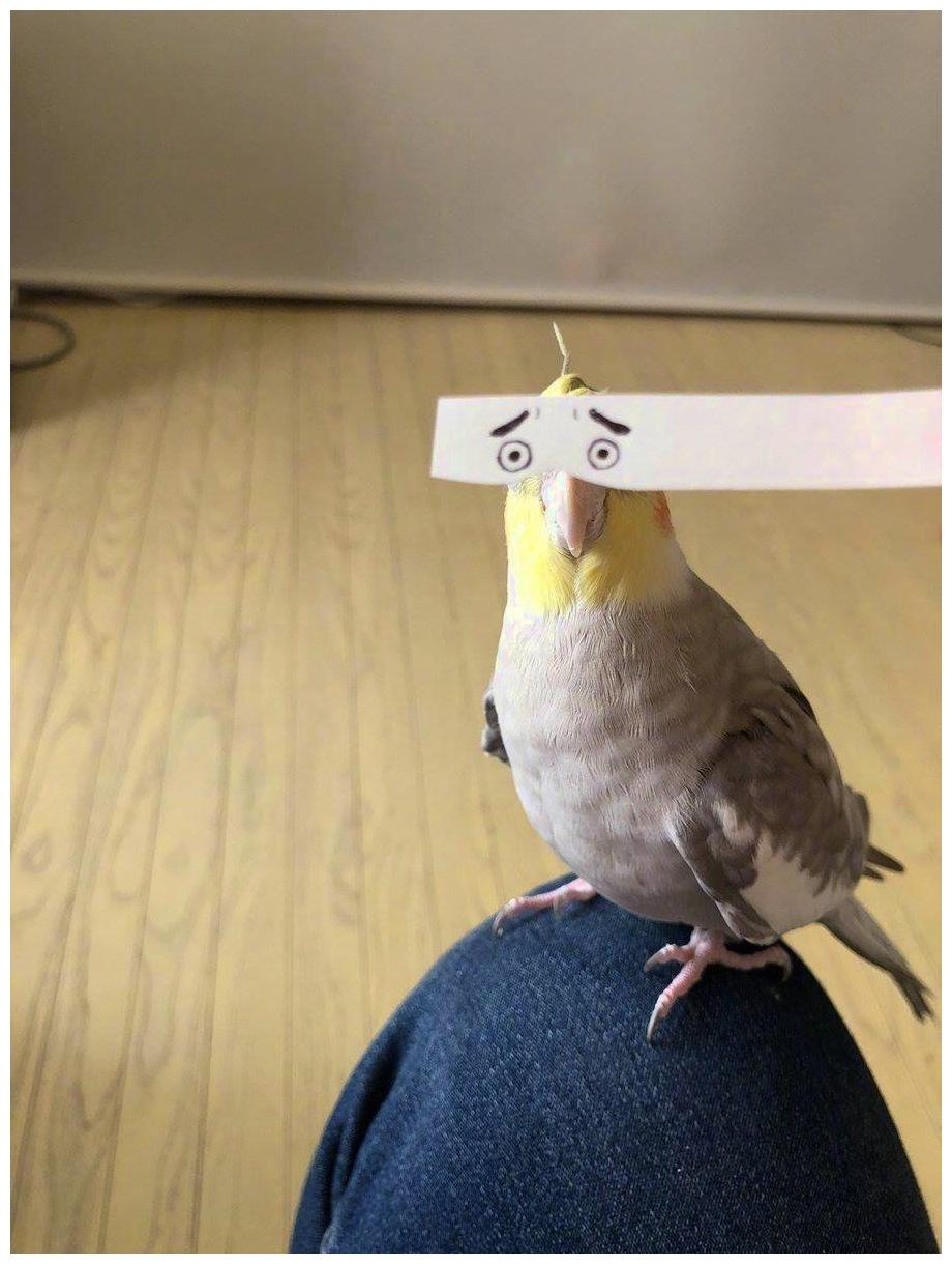 主人給鸚鵡畫制一雙雙眼睛，意外打開新世界大門：太萌了！