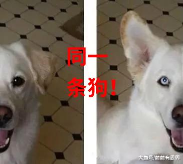 哈士奇爱上了拉布拉多，生下儿子“哈拉多”，长得太神奇，基因从中间劈开各占一半