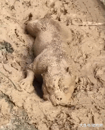 恶霸犬滚泥地，模仿鳄鱼，铲屎官：这狗还能要吗，狗：你看不到我