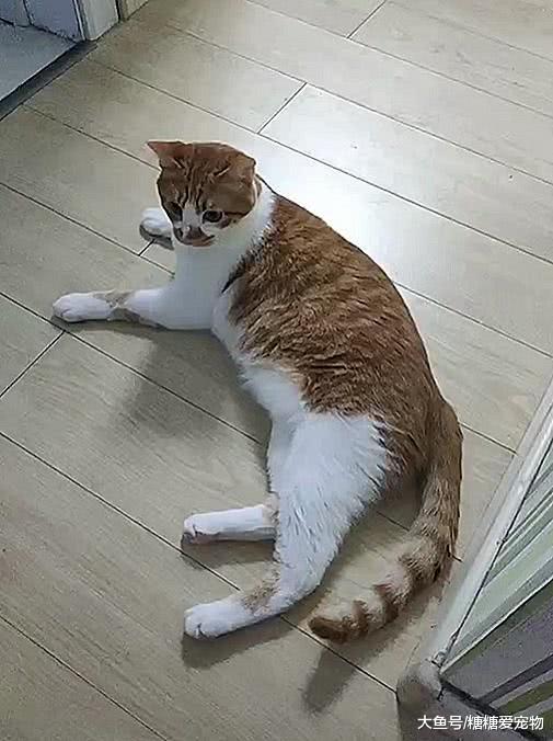 铲屎官为了橘座能出入自由，竟将门挖了个洞，喵：可以的小伙子！