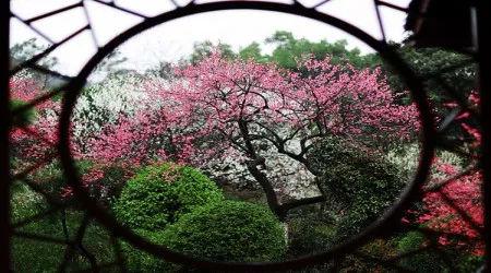 【旅游摄影】花季来临, 摄影技巧小常识