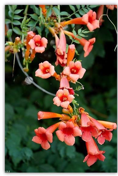 凌霄花在生活中并不少见，凌霄花泡水喝的功效还不少