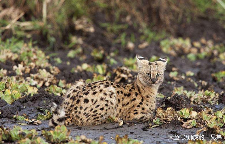 它是猫科动物里的大长腿, 却因外表漂亮, 引来很多杀身之祸
