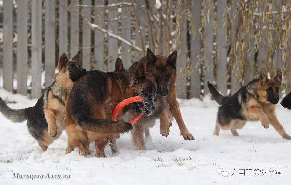 乌克兰，卢甘斯克 Аэлита Мальцева的爱犬