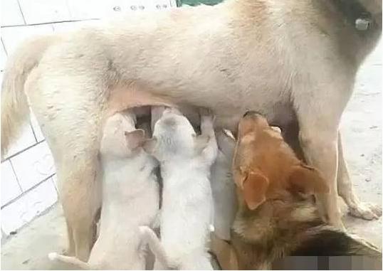 从来没见过如此厚颜无耻的狗，主人都要翻脸了