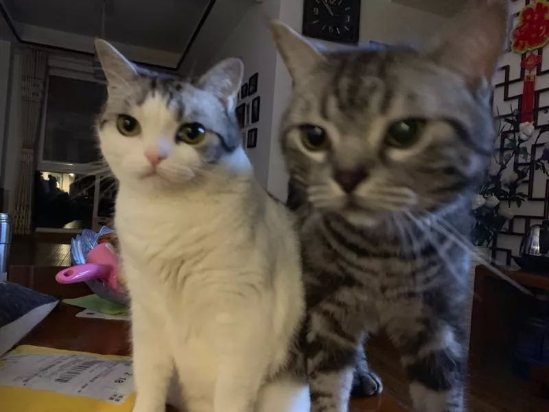 胖的没有脖子的猫咪你见过吗