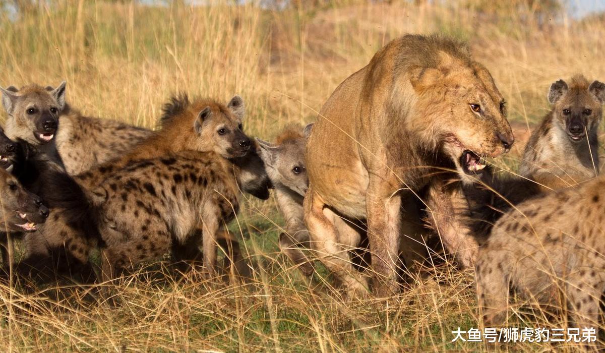 鬣狗经常骚扰狮群，为何狮子对它只是杀而不吃？