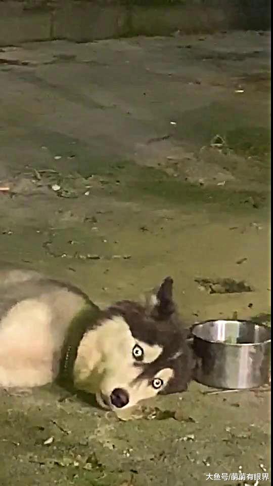 哈士奇：我不能睡，我要守好我的碗！