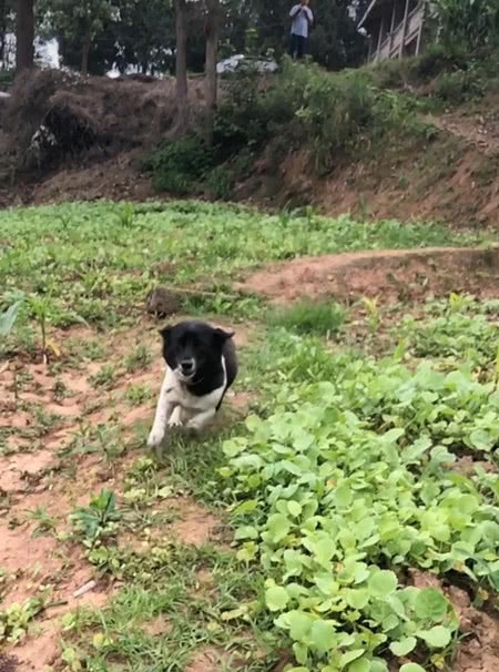 养了3年的狗卖给别人，再次相见时主人喊了一声，狗狗举动让人泪目