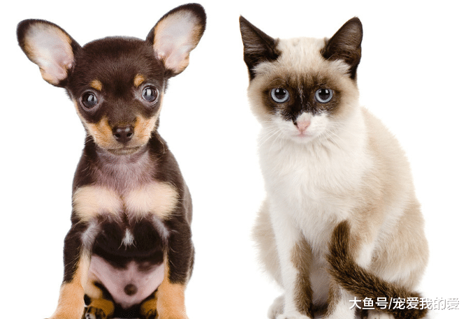 宠物臭味异常，熏倒了一家子人