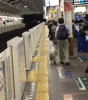 怒不可遏！导盲犬被主人狠狠踹在头部，导致狗狗重伤