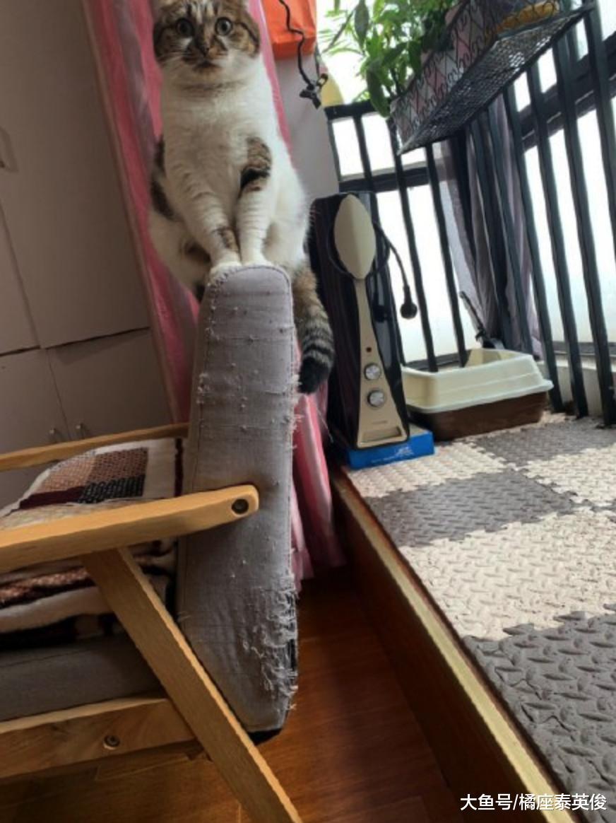铲屎的! 我给你设计了一个新款流苏沙发, 你看看我手艺怎么样?