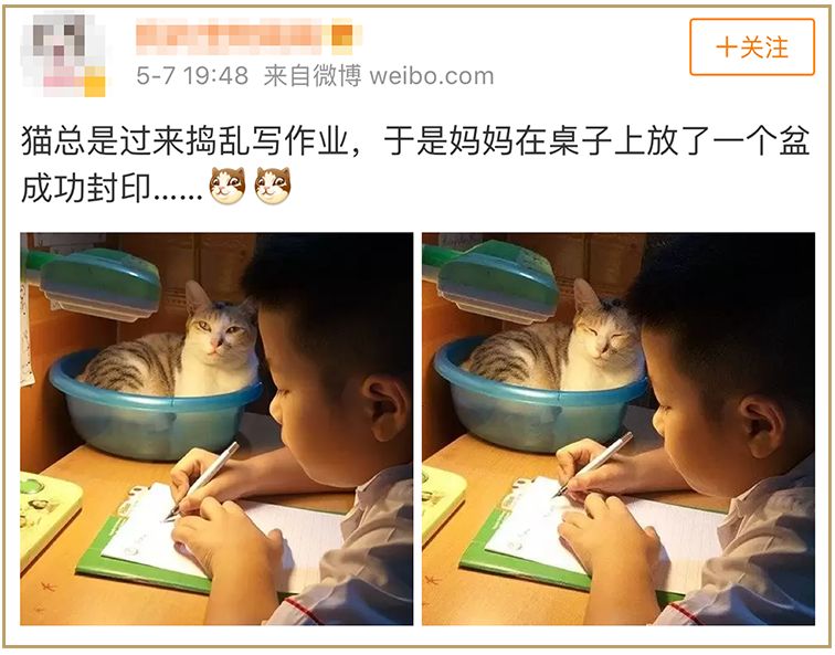 报告老板！我之所以迟到，都是因为被猫封印了！