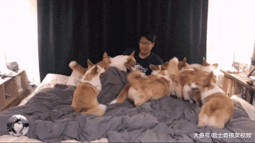 男子养了8只柯基，结果却因此找不到对象，只买得起狗粮了