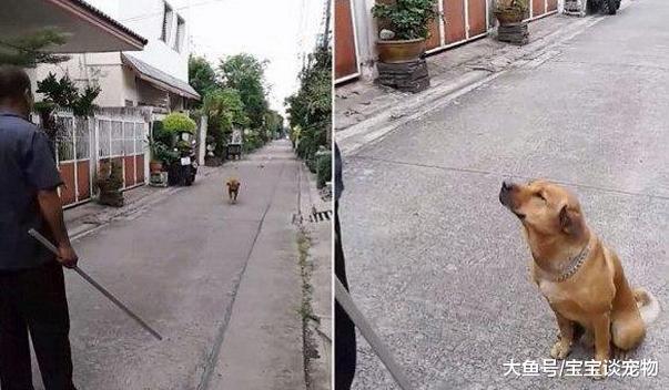 大黄狗玩到清晨才回家，路上发现主人拿着铁条，顿时怂成飞机耳！