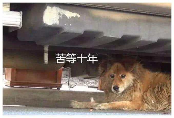 流浪狗等候10年，风雨不变坚守在此，现实版忠犬八公令人动容