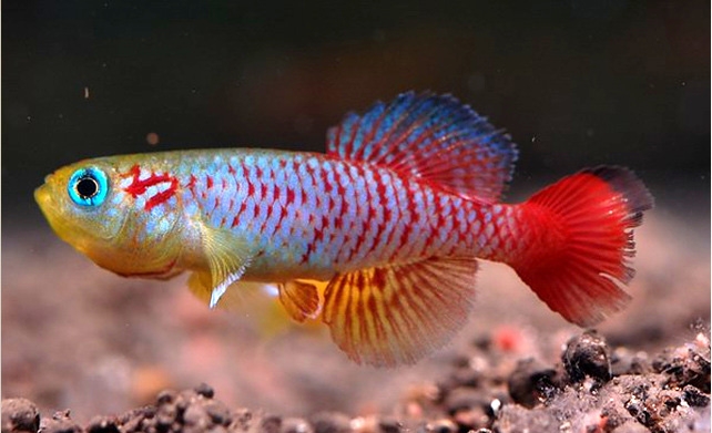 魔法鱼你知道吗