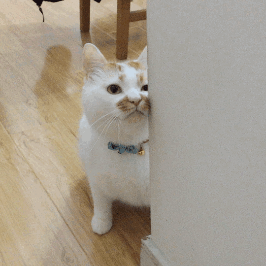 这几种抱抱方式猫咪并不喜欢，铲屎官却总爱做，还很容易被喵伤着