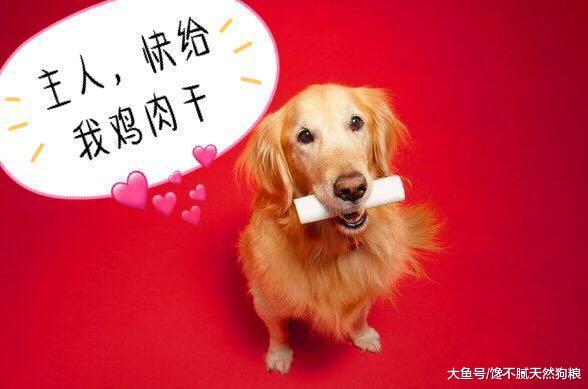 金毛犬做错事, 会有这5个表现, 主人都不相信是它干的!