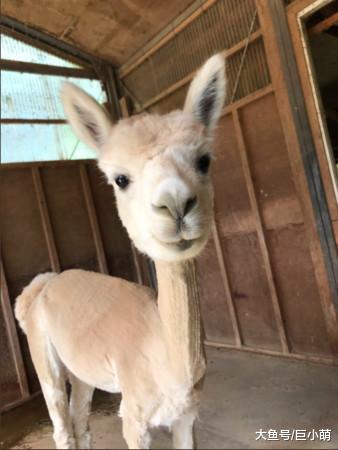 没想到羊驼也是虚胖，日本牧场帮羊驼剃毛消暑，就像加了大头特效