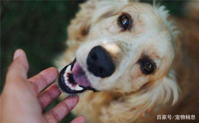 不要嫌棄總是舔你的狗狗，是在告訴你5件事，網友：忠犬無疑了