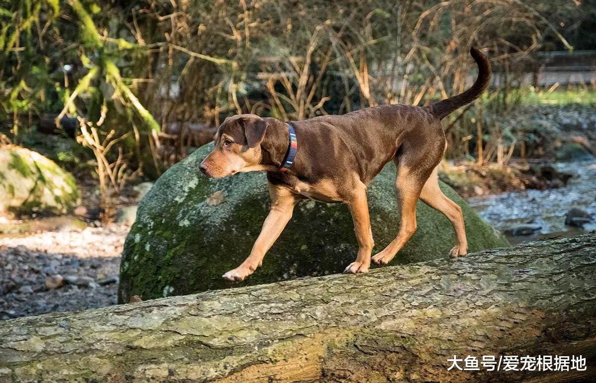 狗狗被铁链拴在路边，不吃不喝瘦成皮包骨，依然相信主人会回来