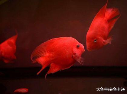 想要把地图鱼或者鹦鹉鱼，饲养在小鱼缸里，为什么一般人玩不了？