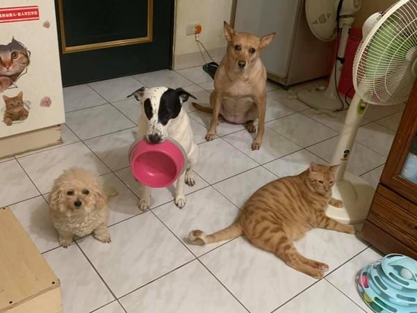 半夜毛孩子们群体集结，向主人讨要宵夜，你们这样的身材还要吃吗