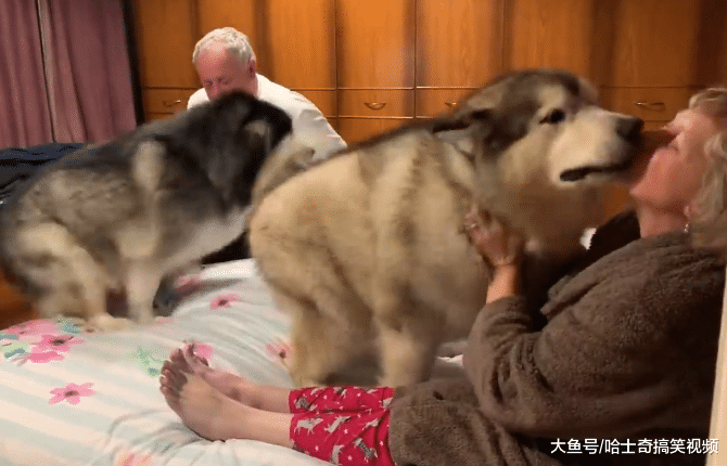 奶奶来看“胖孙子”，因为没有带好吃的，结果狗子翻脸就走