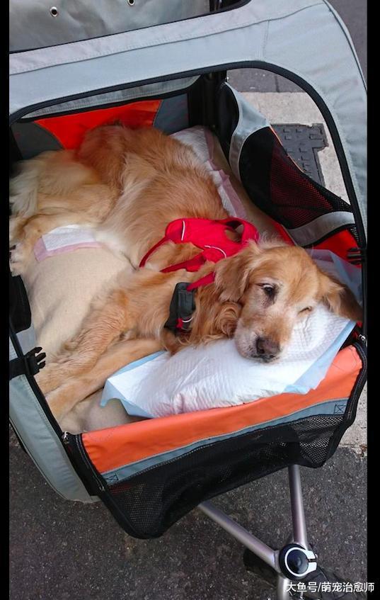 16歲金毛長腫瘤又患癌癥，主人放下一切事情，陪它走完最后一程！