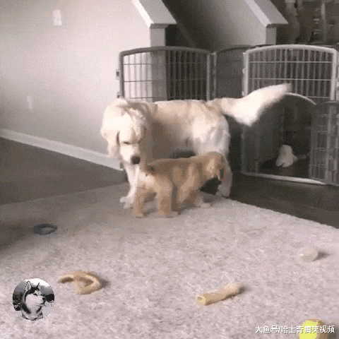 小金毛贪玩晚回家，却发现狗妈守在门口，少不了一顿胖揍了