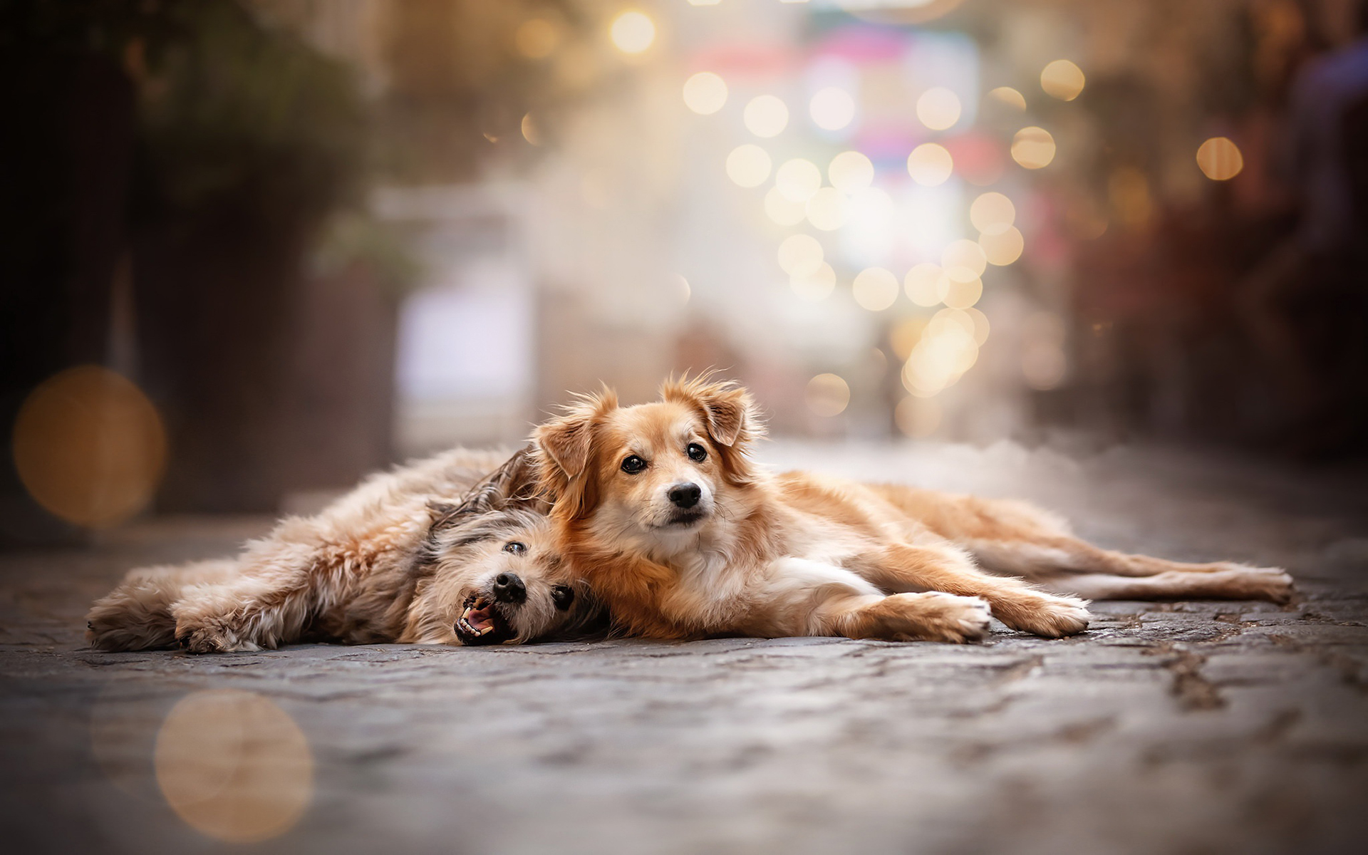 饲养宠物对孕妇和宝宝有伤害么？如何安全养宠？