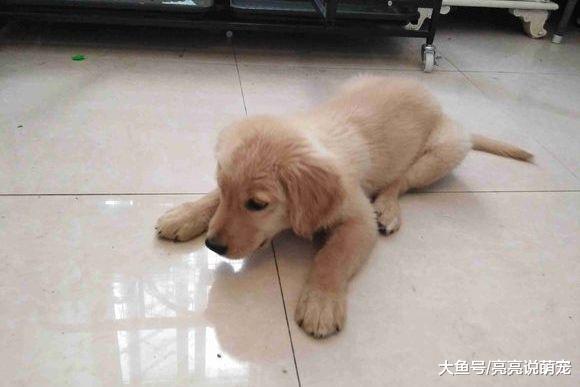 金毛迎接主人的方式很特殊，它会给主人行大礼，来欢迎回家