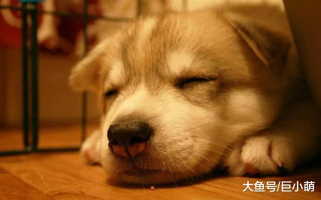 即将开启人与狗狗的同居新生活，5个实用建议，让你们和它更亲近