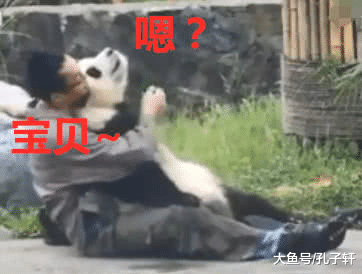 熊猫与奶爸日常秀恩爱，躺在他身上深情的望着他：我们公开吧！