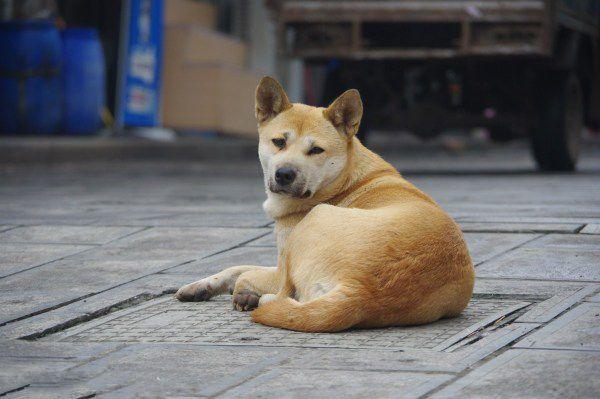 地球上10大最忠诚的狗狗，中华田园犬居榜首，你养了哪一种？