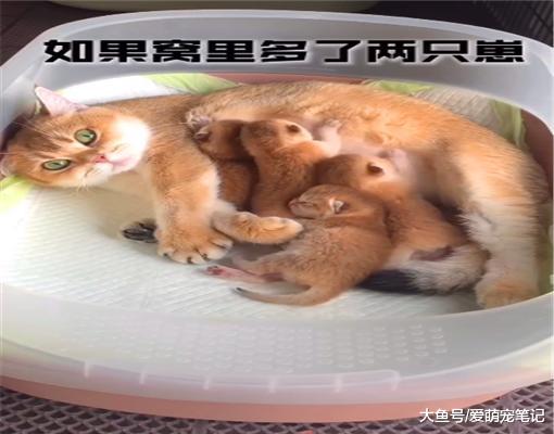 主人测试金渐层的母爱程度，向猫窝放了十只奶猫，结局忍不住笑喷