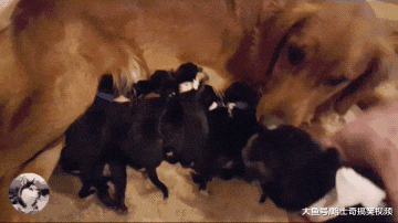 金毛跟二哈“喜结连理”，生下了9只宝宝，结果奶狗没人要