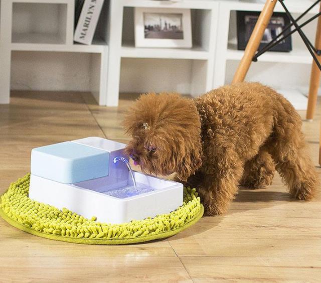 泰迪犬身体缺乏微量元素的5个特征, 铲屎官要重视!