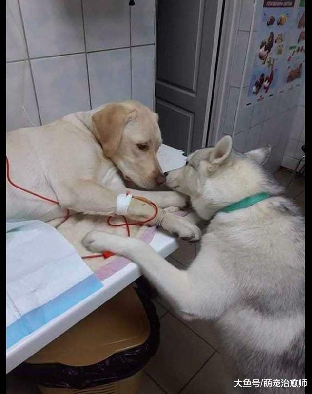 主人讓哈士奇探望生病的拉布拉多，結果它的爪子卻壓到了輸液管！