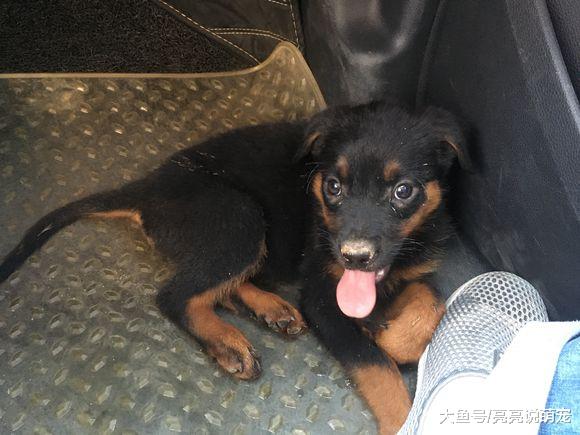 网友开车带罗威纳回老家，驱车300公里，一路上它都很听话