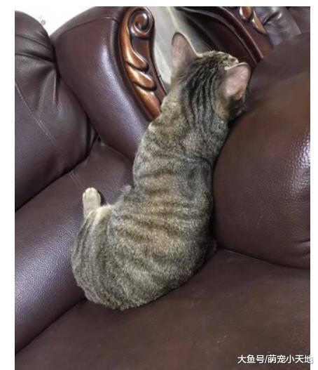 出门忘记买罐罐，猫咪女友式生闷气，她发出正面照吓歪：快去买！