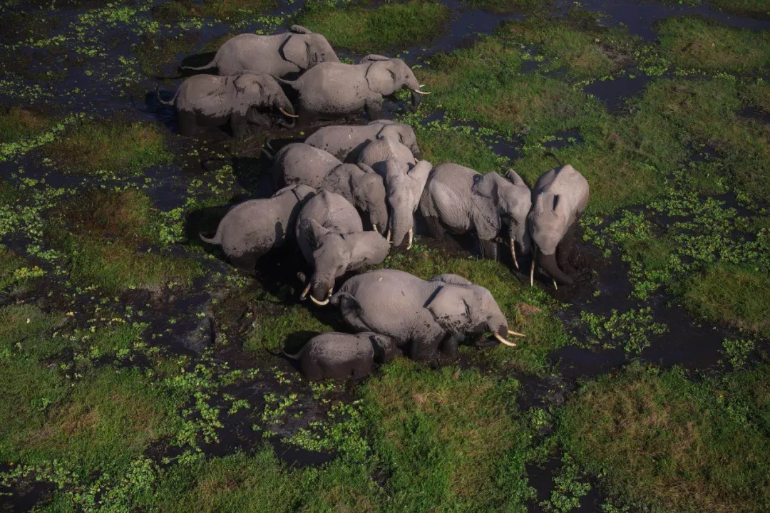 遭遇肯尼亚（一）跟着肖戈拍大象